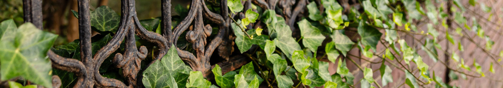 ivy on fence